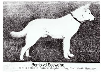 Berno von der Seewiese, אחד הכלבים הלבנים המוקדמים בסיפור הגזע