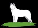 לוגו סטאר אוף דיוויד WhiteDog